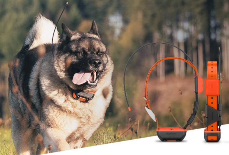 ALPHA T20 TRACKING COLLAR